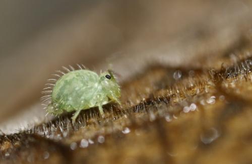 Sminthurus viridis